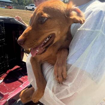 Toby -  Mixed Breed Dog for Adoption in Corinth, Mississippi - Toby | PetCurious
