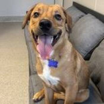 Mixed Breed Dogs Available for Adoption in Lansing, Michigan - Dougee | PetCurious