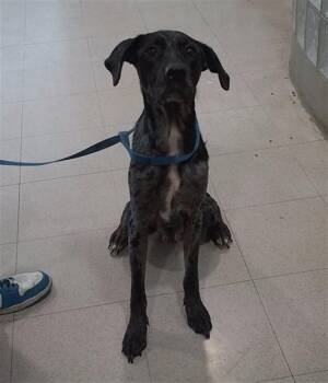 FINLEY -  Catahoula Leopard Dog Dog for Adoption - FINLEY | PetCurious