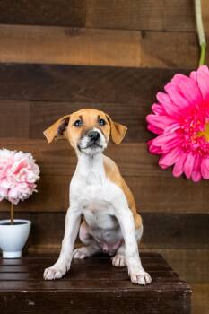 478-26 -  Terrier Dog for Adoption in Brighton, Colorado - 478-26 | PetCurious