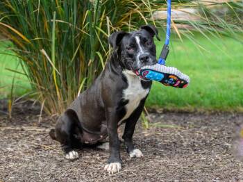 Rescue Pit Bull Terrier and Boxer Dogs for Adoption in Hamilton Township, New Jersey - WINNI | PetCurious