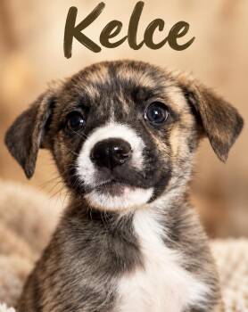 Kelce Sport -  Shepherd Dog for Adoption in Andover, Massachusetts - Kelce Sport | PetCurious