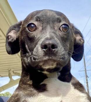 Vanessa -  Hound and Pit Bull Terrier Dog Available for Adoption in Glasgow, Kentucky - Vanessa | PetCurious