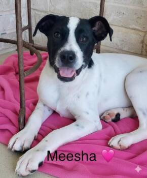 Meesha -  English Pointer Dog for Adoption in Rockwall, Texas - Meesha | PetCurious