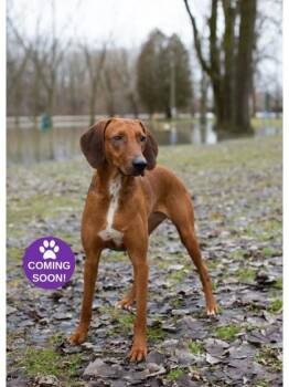 Alma Jo -  Foxhound and Mixed Breed Dog for Adoption in Erin, Ontario - Alma Jo | PetCurious