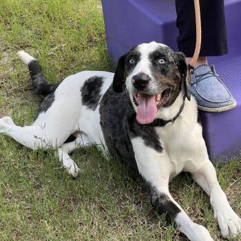 Biggen -  Mixed Breed Dog for Adoption in Cleveland, Texas - Biggen | PetCurious