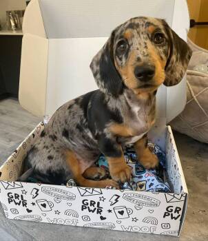 Pirowette -  Dachshund Dog for Adoption in Farmington, Connecticut - Pirowette | PetCurious