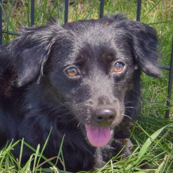 Smokey -  Papillon and Cocker Spaniel Dog for Adoption in Huntley, Illinois - Smokey | PetCurious