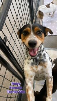Terrier Dogs Available for Adoption - Ruby | PetCurious