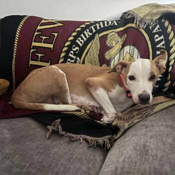 Rescue Mixed Breed Dogs for Adoption in Fredericksburg, Virginia - Weather | PetCurious