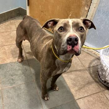 Percy -  Mixed Breed Dog for Adoption in Chattanooga, Tennessee - Percy | PetCurious