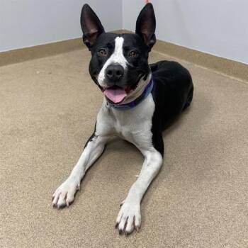 Pit Bull Terrier Dogs Available for Adoption - BRUTUS | PetCurious