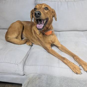 John Boy -  Labrador Retriever and Hound Dog for Adoption in Plain City, Ohio - John Boy | PetCurious