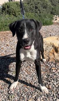 Rescue Labrador Retriever Dogs for Adoption in Cottonwood, Arizona - Amara | PetCurious