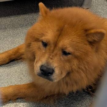 ANGE -  Chow Chow Dog for Adoption in Dallas, Texas - ANGE | PetCurious