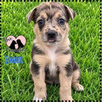 Ennis -  Australian Shepherd Dog for Adoption in Gilbert, Arizona - Ennis | PetCurious
