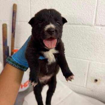 Paprika -  Shepherd Dog for Adoption in Edinburg, Texas - Paprika | PetCurious