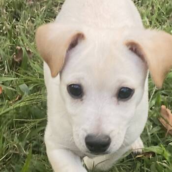 Rescue Terrier Dogs for Adoption in Yucaipa, California - Sheldon | PetCurious