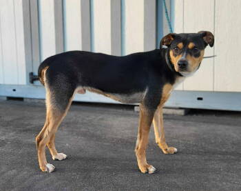 Rescue Labrador Retriever Dogs for Adoption in Brooklyn Center, Minnesota - Arlo | PetCurious