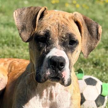 Boxer Dogs Available for Adoption in Saluda, Virginia - Aurora | PetCurious