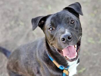 Pit Bull Terrier Dogs Available for Adoption - CHIPMUNK | PetCurious