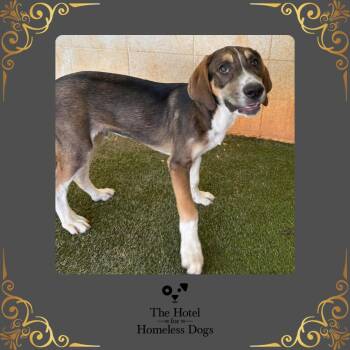 Murphy -  Hound and Terrier Dog for Adoption in Cumberland, Rhode Island - Murphy | PetCurious