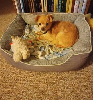 Foxy -  Chihuahua Dog for Adoption in Charlotte, Michigan - Foxy | PetCurious