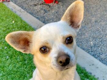 MARKAY -  Chihuahua and Mixed Breed Dog for Adoption in Moreno Valley, California - MARKAY | PetCurious