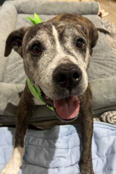 Nyla the sweet girl -  Pit Bull Terrier Dog for Adoption in Rootstown, Ohio - Nyla The Sweet Girl | PetCurious