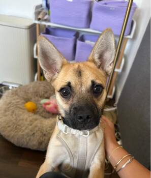 Anastasia -  Chug and Pug Dog for Adoption in West Hollywood, California - Anastasia | PetCurious