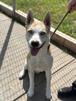 Rescue Husky Dogs for Adoption in Forney, Texas - *Bluey | PetCurious
