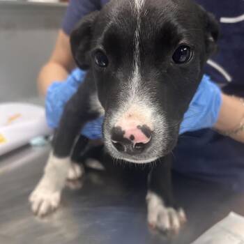 Mixed Breed Dogs Available for Adoption in Summerville, South Carolina - Sherbet | PetCurious