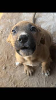 Kai -  Catahoula Leopard Dog Dog for Adoption - Kai | PetCurious