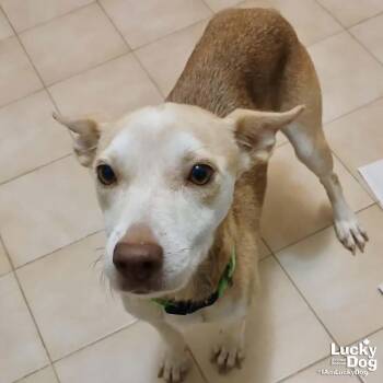 Nyla -  Labrador Retriever Dog for Adoption in Washington, District Of Columbia - Nyla | PetCurious