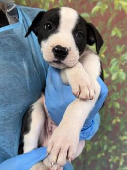 Werewolf -  American Staffordshire Terrier and Mixed Breed Dog for Adoption in San Antonio, Texas - Werewolf | PetCurious