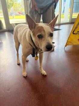Spot -  Cattle Dog and Mixed Breed Dog for Adoption in New Orleans, Louisiana - Spot | PetCurious