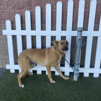 BIA -  Belgian Shepherd Malinois and Mixed Breed Dog for Adoption in Modesto, California - BIA | PetCurious