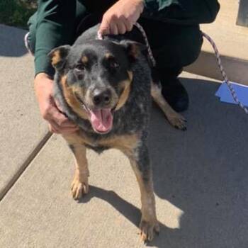Mimis -  Australian Cattle Dog Blue Heeler Dog for Adoption in Harrisonburg, Virginia - Mimis | PetCurious