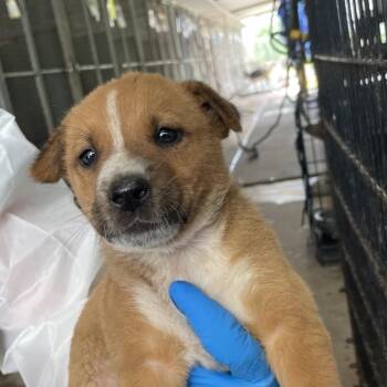 Terrier and Chihuahua Dogs Available for Adoption in Edinburg, Texas - Cameron | PetCurious