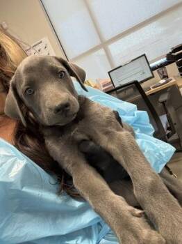 Bayou -  Hound and Mixed Breed Dog for Adoption in Fresno, California - Bayou | PetCurious
