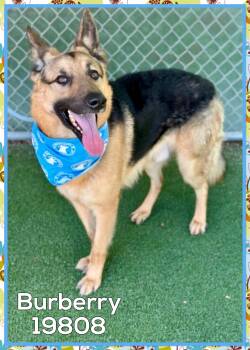 BURBERRY -  German Shepherd Dog Dog for Adoption in Marietta, Georgia - BURBERRY | PetCurious