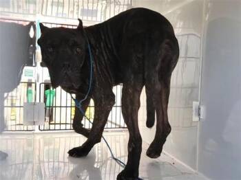 A661466 -  Cane Corso and Mixed Breed Dog for Adoption in Houston, Texas - A661466 | PetCurious