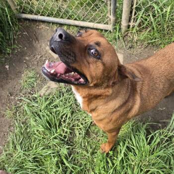 Boxer and Mixed Breed Dogs Available for Adoption - Ozzy | PetCurious