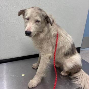 Australian Shepherd and Great Pyrenees Dogs Available for Adoption in Bastrop, Texas - Blaze 26-05-158 | PetCurious