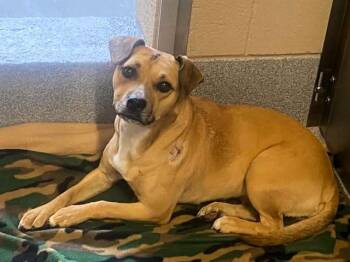 Pug and Beagle Dogs Available for Adoption in Tustin, California - GLENDA | PetCurious