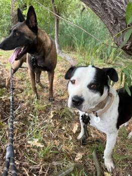 April -  American Staffordshire Terrier Dog for Adoption in Claremont, California - April | PetCurious