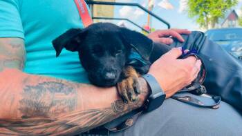 Jersey -  Shepherd Dog for Adoption in Clinton, Wisconsin - Jersey | PetCurious