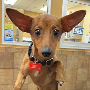 Brownie 54385 -  Chihuahua Dog for Adoption in Las Vegas, Nevada - Brownie 54385 | PetCurious