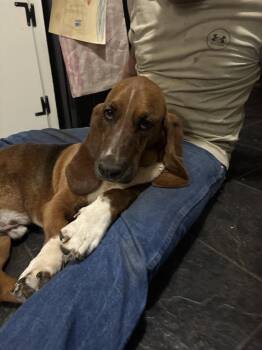 Elmer -  Basset Hound Dog for Adoption in Grapevine, Texas - Elmer | PetCurious