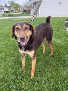 Mixed Breed Dogs Available for Adoption in Orland Park, Illinois - Brandi  | PetCurious